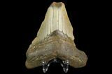 Fossil Megalodon Tooth - North Carolina #124758-2